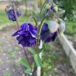 Aquilegia hirsutissimaKvět