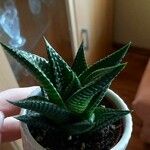 Haworthia limifolia Leaf