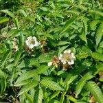 Rubus illecebrosus 花
