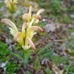 Pedicularis oederi Flower