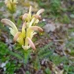 Pedicularis oederi Цвят