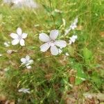 Linum tenuifoliumBlüte