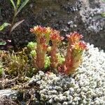 Sedum alpestreFlors