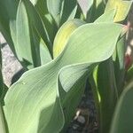 Tulipa agenensis Leaf