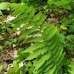 Deparia acrostichoides Leaf