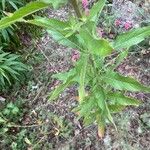 Oenothera glazioviana برگ
