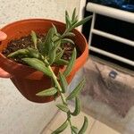 Senecio radicans Hoja
