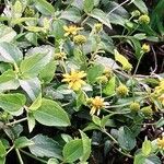 Wollastonia biflora Hoja