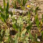 Pseudorlaya pumila Fleur