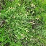 Helichrysum glumaceum Flor