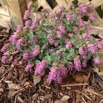 Origanum scabrum Flower