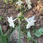 Narcissus papyraceus Flower