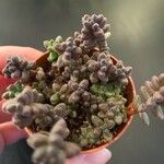 Sedum furfuraceum Лист