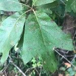 Quercus marilandica Leaf