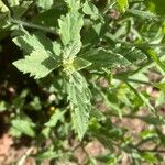 Artemisia suksdorfii Leaf