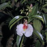 Qualea rosea Flor