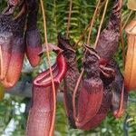 Nepenthes alata മറ്റ്