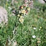 Cynoglossum dioscoridis Frutto