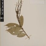 Castanopsis echinocarpa