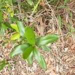 Quercus fusiformis Hoja