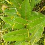 Asclepias viridis Lapas