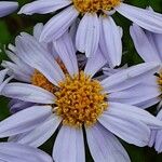 Aster incisus 花