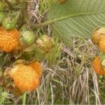 Rubus ellipticus Frucht