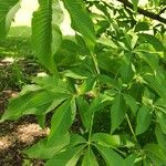 Aesculus flava Blatt