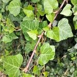 Hedera colchicaLeaf