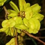 Ulmus minor Fruit