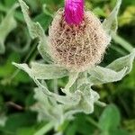 Centaurea uniflora Flower