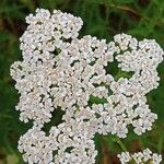 Achillea nobilis 花