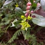 Laurus novocanariensis Лист