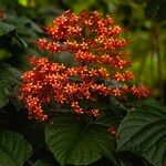 Clerodendrum paniculatum Цвят