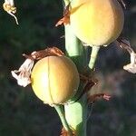 Asphodelus macrocarpus Fruit