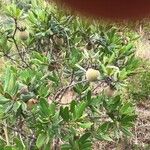 Diospyros dichrophylla Frukto