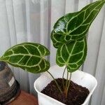 Anthurium clarinervium List