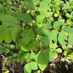 Apocynum androsaemifolium Leaf