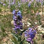 Penstemon speciosus Fiore