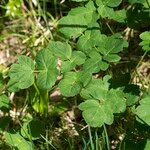 Thapsia nestleri Blatt