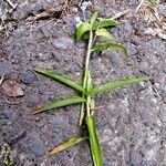 Commelina diffusa Hábito