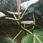 Miconia calvescens Kůra