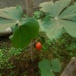 Podophyllum hexandrum Vili