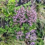 Thymus caespititius Flor