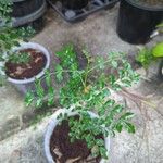 Fraxinus griffithii ᱥᱟᱠᱟᱢ