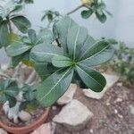 Adenium multiflorum Leaf