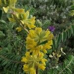 Astragalus alopecuroides 花