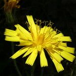 Hieracium sabaudum Flower