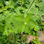 Nepeta catariaFulla