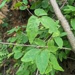 Lonicera canadensis Leaf